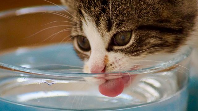 awas kucing minum air berlebihan mungkin berpenyakit