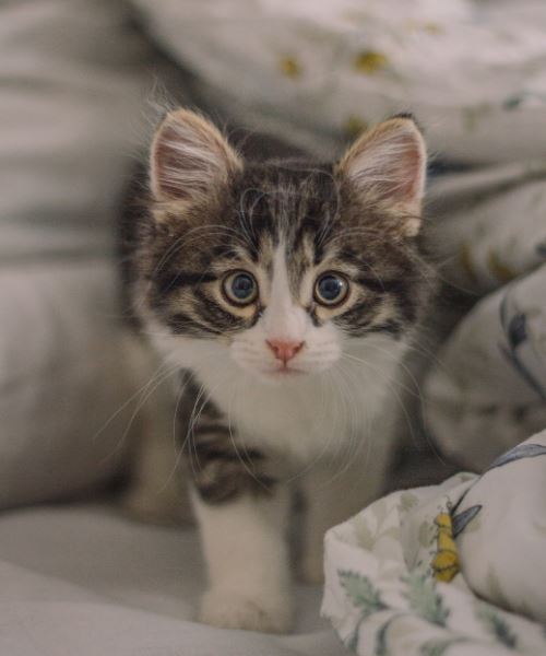 awas kucing minum air berlebihan mungkin berpenyakit