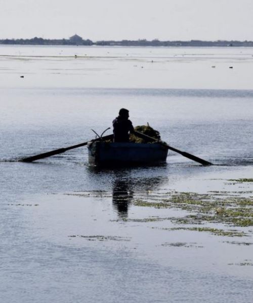 4200 tan ikan salmon mati