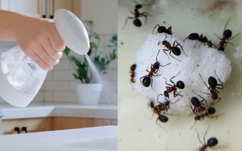 baru tahu! kulit timun berkesan halau semut?!