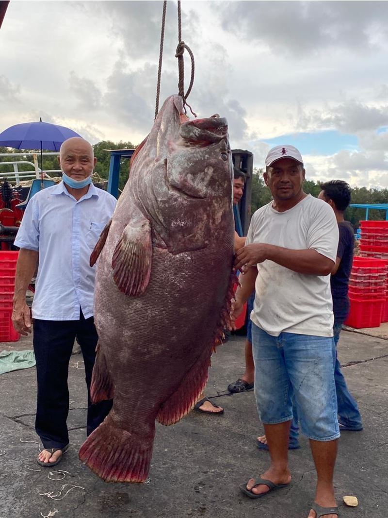 a fisherman in sarawak caught a 161kg grouper worth about rm12k!