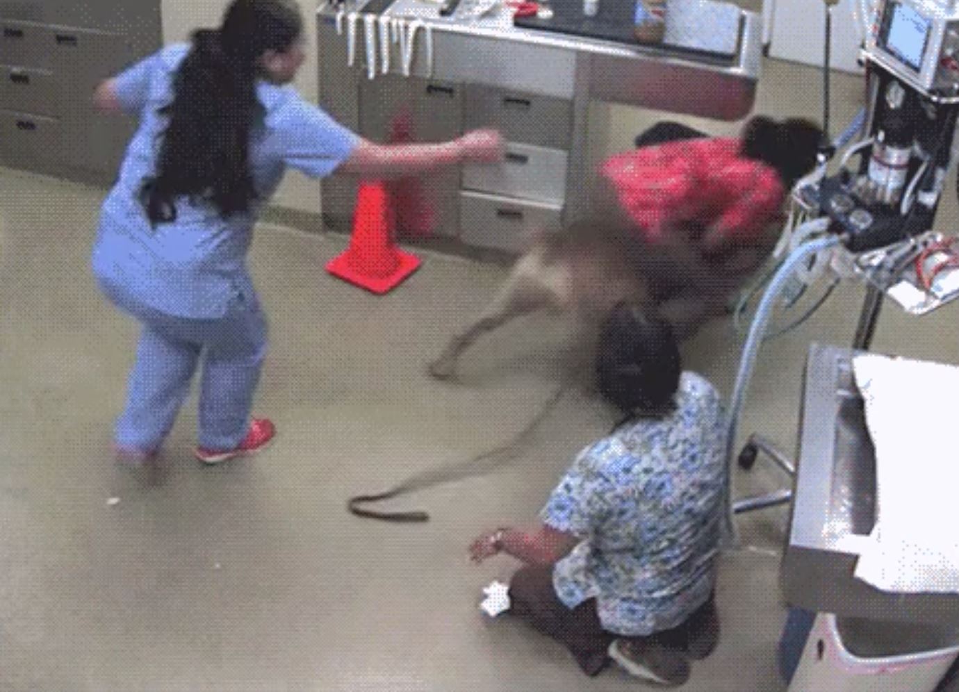 vet nurse “rides” on dog's back after it tried to avoid an injection
