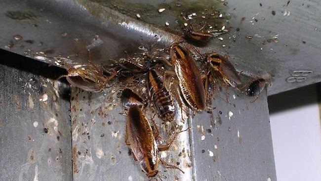 takut lipas punya pasal, suami isteri pindah rumah 18 kali