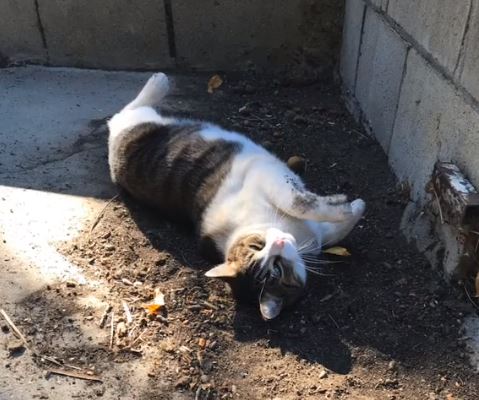 [video] ada saja ‘hadiah’ aneh dibawa balik kucing ini setiap hari