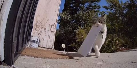 [video] ada saja ‘hadiah’ aneh dibawa balik kucing ini setiap hari