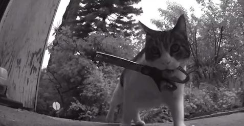 [video] ada saja ‘hadiah’ aneh dibawa balik kucing ini setiap hari