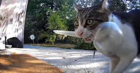 [video] ada saja ‘hadiah’ aneh dibawa balik kucing ini setiap hari