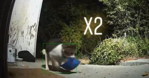 [video] ada saja ‘hadiah’ aneh dibawa balik kucing ini setiap hari