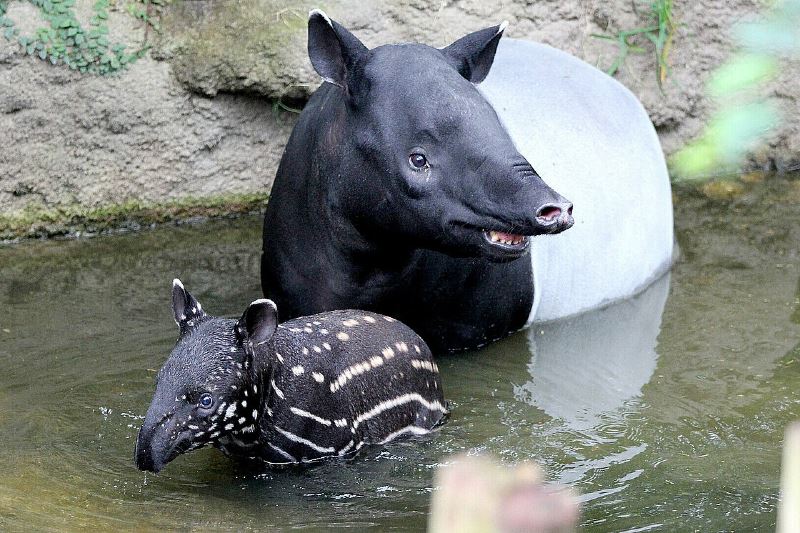 happy world tapir day! here’s how you can help save our malayan tapirs!