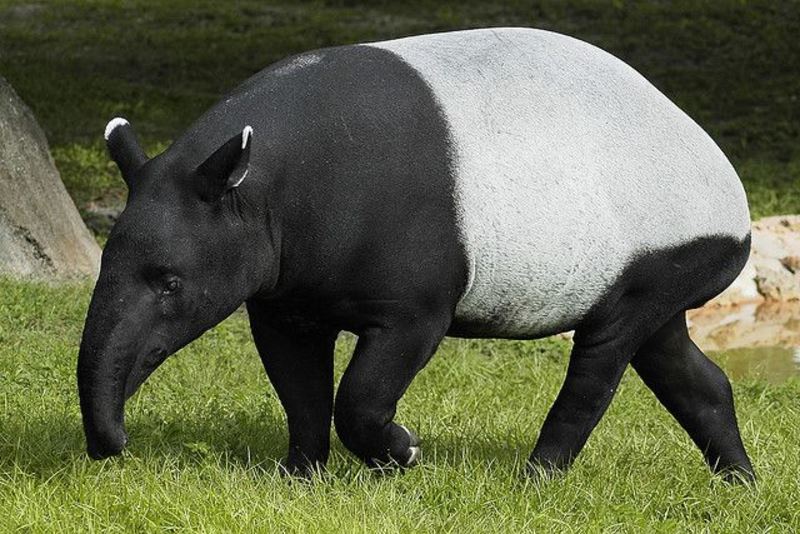 happy world tapir day! here’s how you can help save our malayan tapirs!