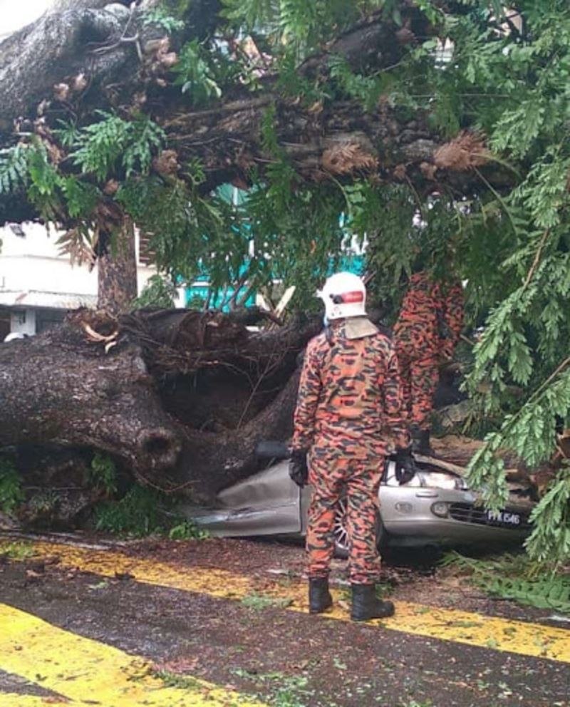 driver killed as fallen tree crushes car in penang