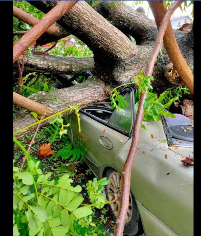 driver killed as fallen tree crushes car in penang