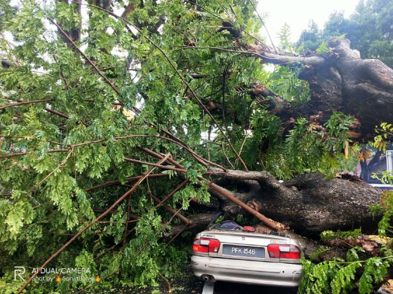 driver killed as fallen tree crushes car in penang