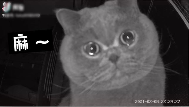 clingy cat cries when he got left behind by his owner