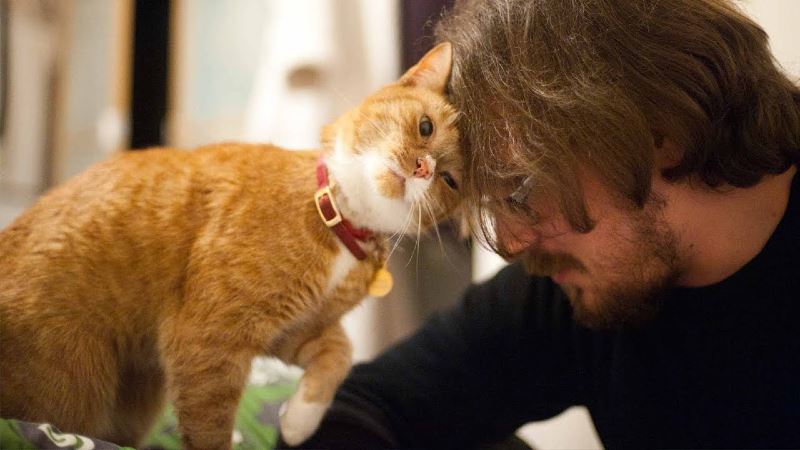 your cats really do love you even when they don’t show it!