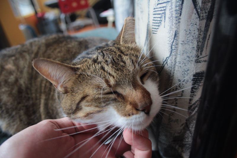 your cats really do love you even when they don’t show it!