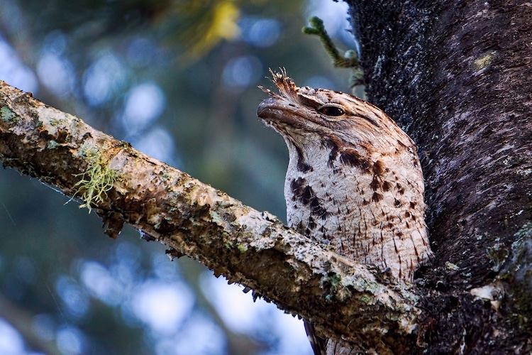 menyerupai pokok, ketahui burung paruh katak yang unik