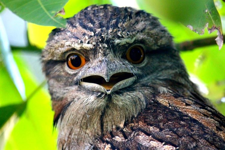 menyerupai pokok, ketahui burung paruh katak yang unik