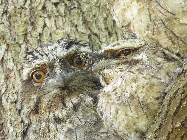 menyerupai pokok, ketahui burung paruh katak yang unik