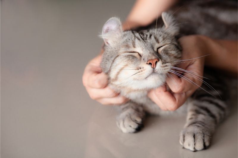 your cats really do love you even when they don’t show it!