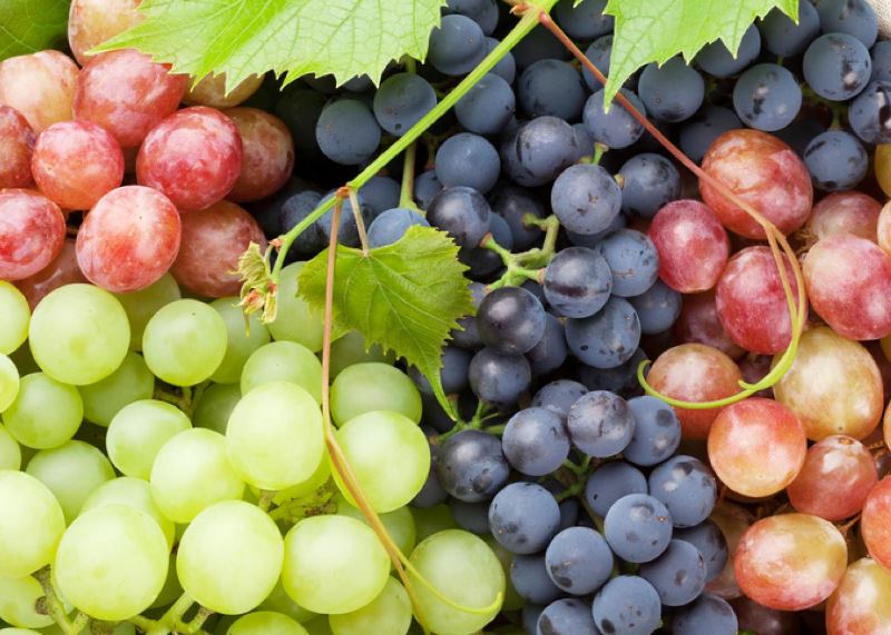 love eating grapes? here are three health benefits of eating grapes!