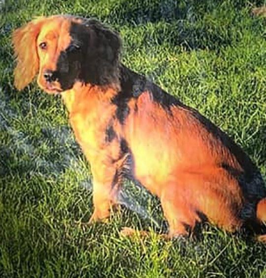 dog dies after swallowing discarded face mask which caused sepsis