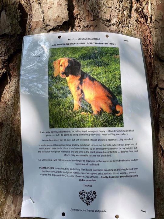 dog dies after swallowing discarded face mask which caused sepsis