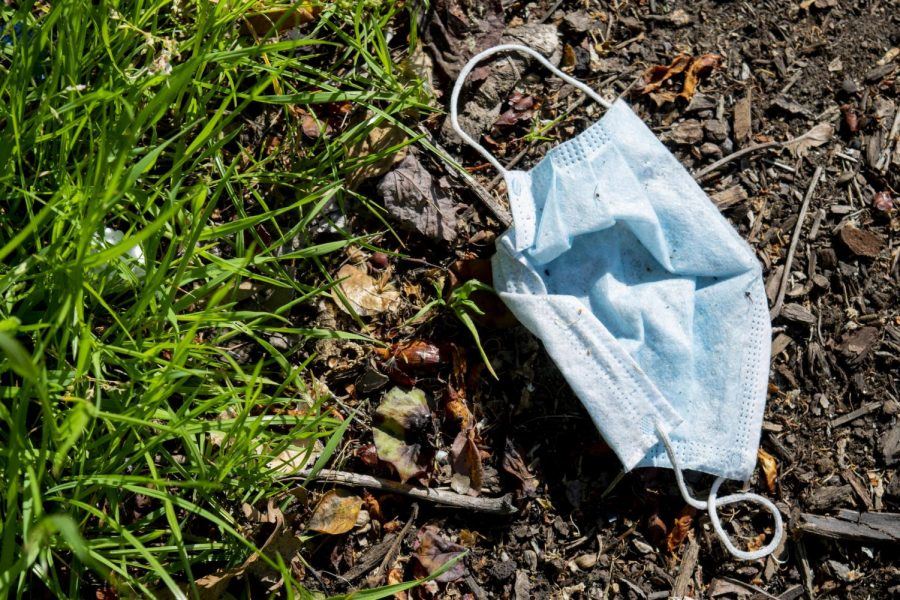 dog dies after swallowing discarded face mask which caused sepsis