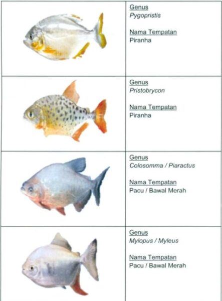 wujud cubaan lepaskan ikan piranha dalam sungai di malaysia?