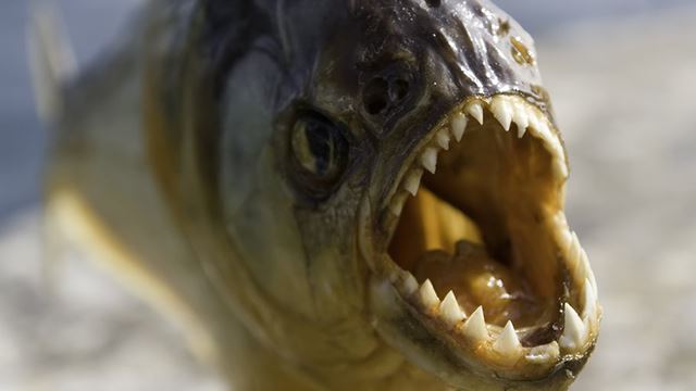 piranha-640.png