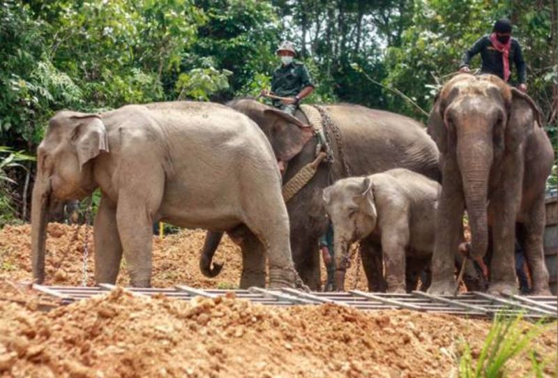 wild elephants, siti and pagar accidentally walk into a kampung, now safe at a new home!