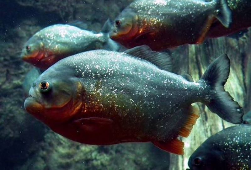 irresponsible individuals attempt to release piranhas into m’sian waters? department of fisheries ex