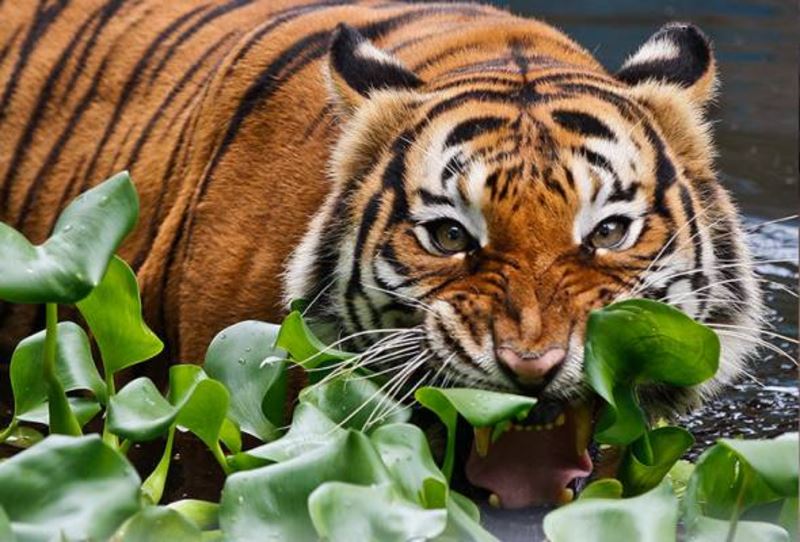 20 harimau malaya hunters arrested since 2011