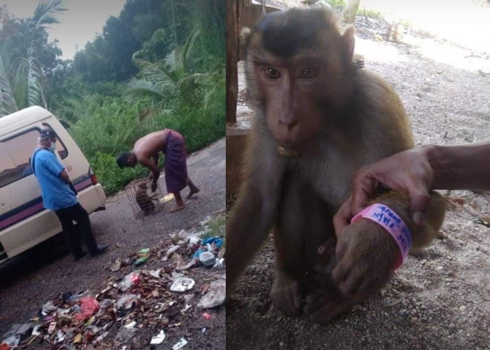 beruk positif covid-19? palsu lah!