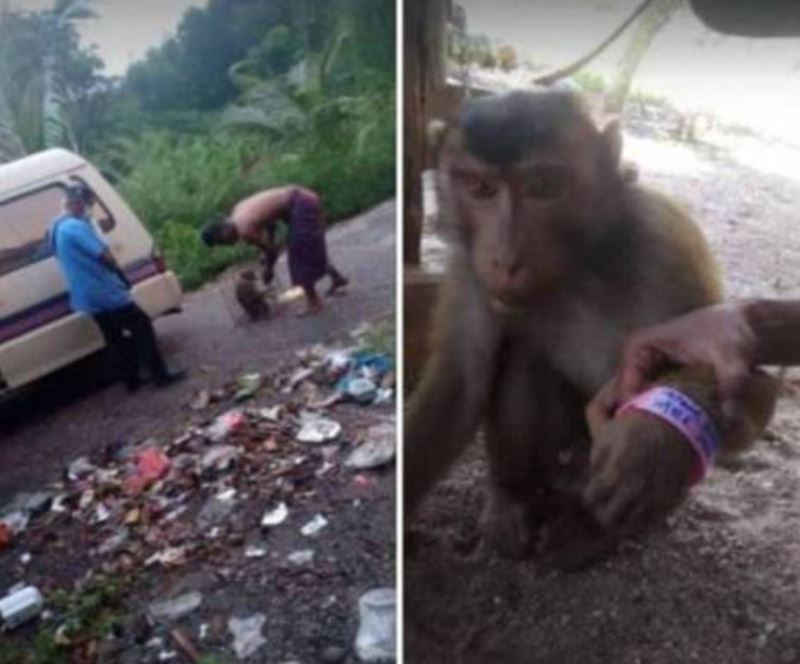 kelantan health department debunk rumours that a monkey tested positive for covid-19