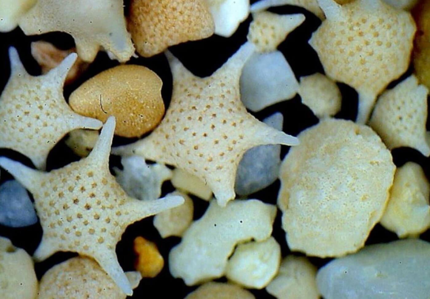 comelnya! pasir berbentuk bintang jadi tarikan pantai di jepun