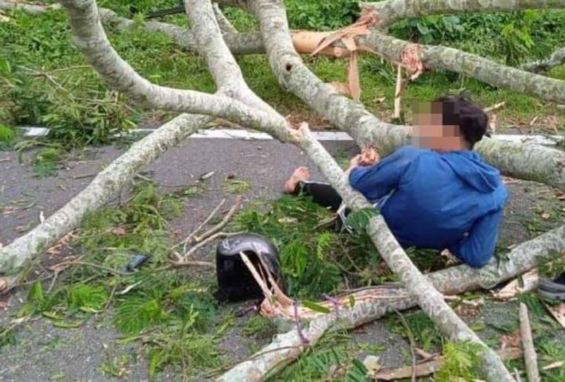 food delivery rider injured by fallen tree in johor