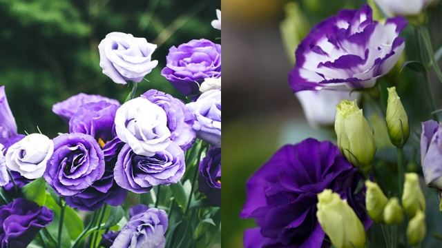 tokyo 2020: jambangan bunga olimpik selami kisah duka peristiwa di jepun