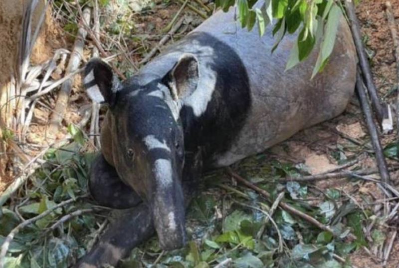 200 kg tapir rescued in kuala krai