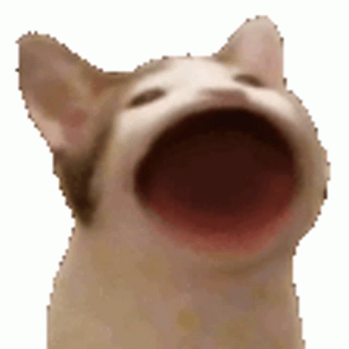 pop cat点击游戏瞬间爆红！这只猫原名叫oatmeal！