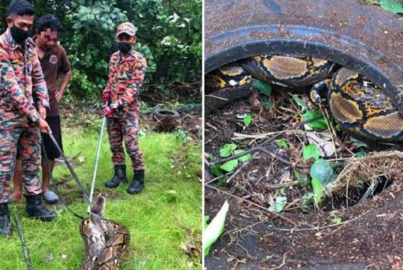 100kg python found hiding in old tyre in kelantan
