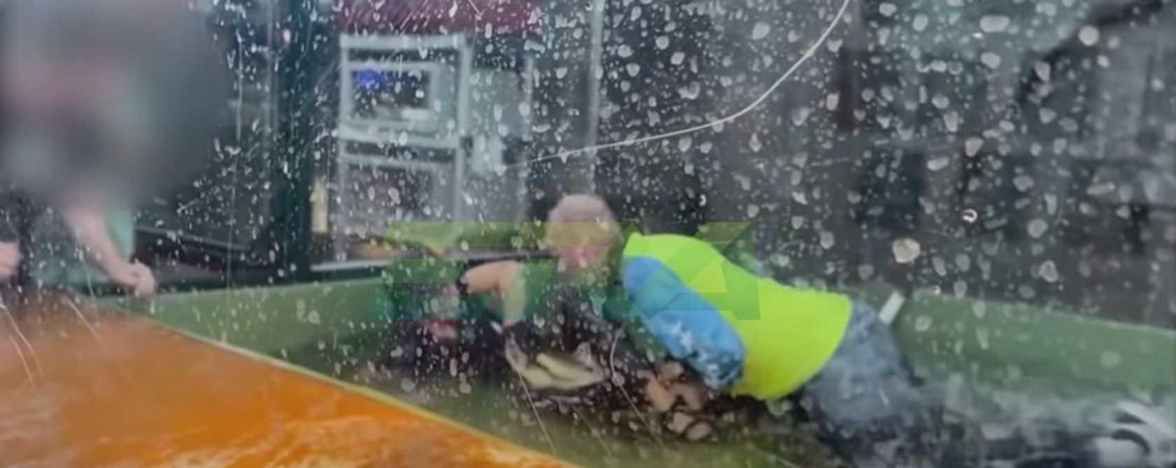 sambutan ulang tahun bertukar tragedi apabila buaya baham sebelah tangan pelatih haiwan