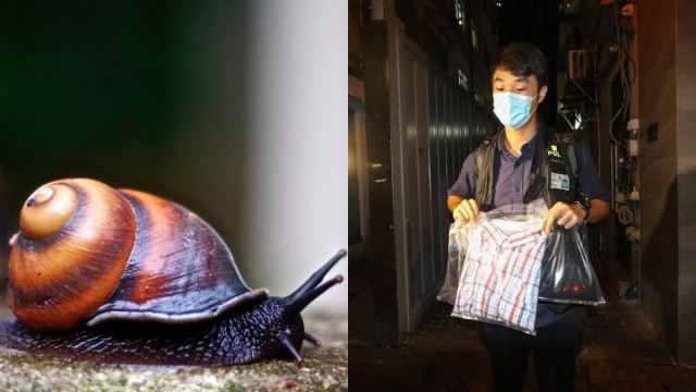 lelaki ditahan akibat bunuh siput babi bakal berdepan tindakan denda rm100,000