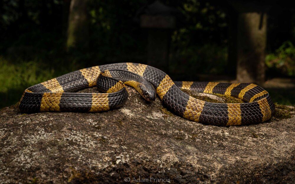 tak puas hati dipatuk, lelaki gigit semula ular sampai mati