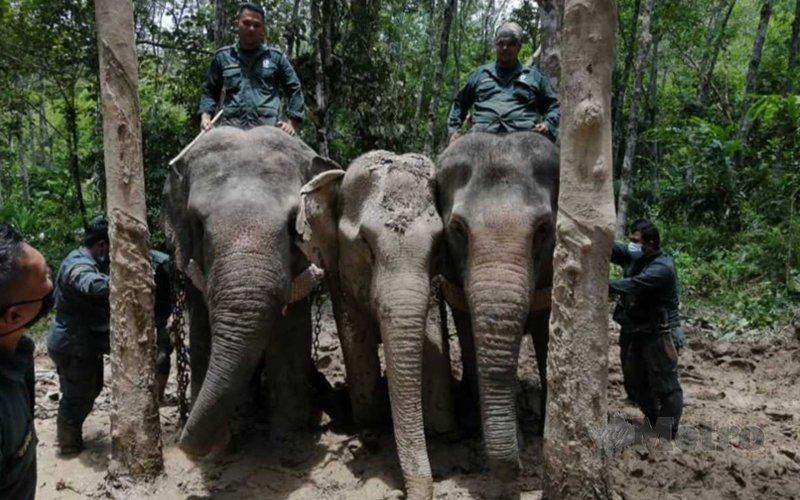 female elephant “yong cimut” moves to new home in terengganu! 