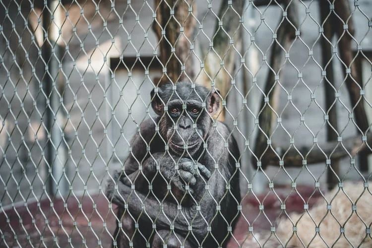wanita dilarang datang lagi ke zoo lepas bercinta dengan cimpanzi