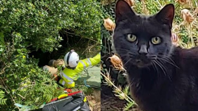 bunyi suara ‘meow’ kucing selamatkan warga emas terkandas dalam sebuah lubang