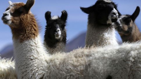 ujian makmal dapati antibodi llama mampu hentikan penularan covid-19 dan variannya