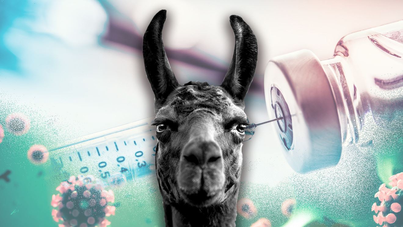 ujian makmal dapati antibodi llama mampu hentikan penularan covid-19 dan variannya