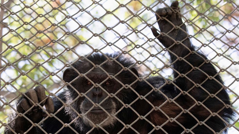 wanita dihalang masuk ke zoo akibat bercinta dengan cimpanzi jantan